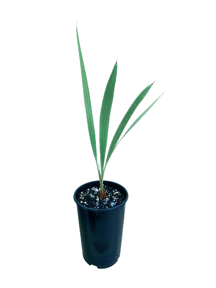 Mexican Blue Palm (Brahea armata)