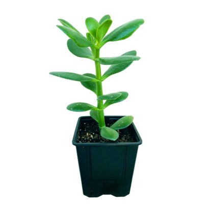 Jade Plant (Crassula ovata)