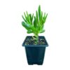 Finger Jade (Crassula ovata 'Gollum')