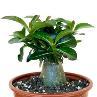 Adenium obesum