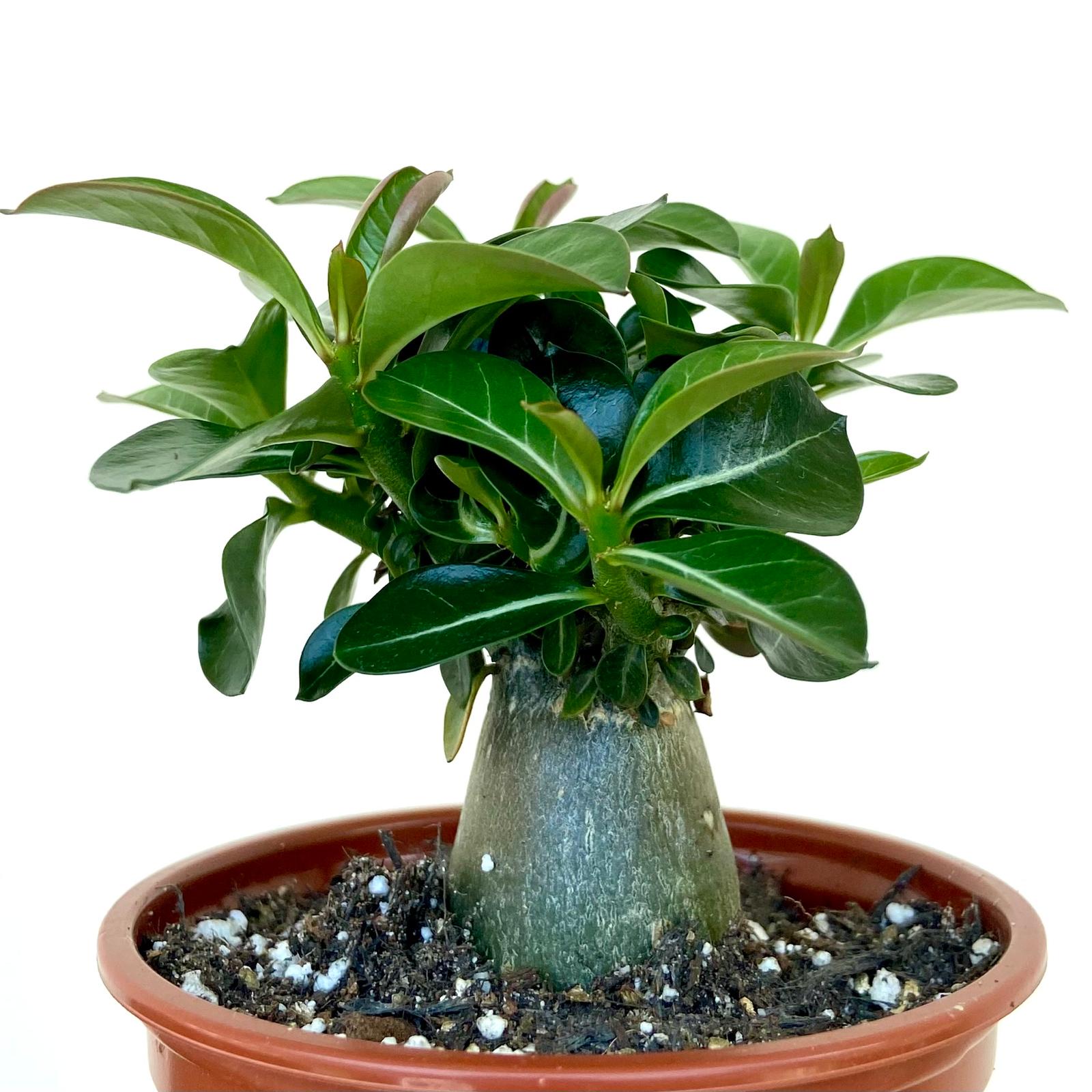 Adenium obesum