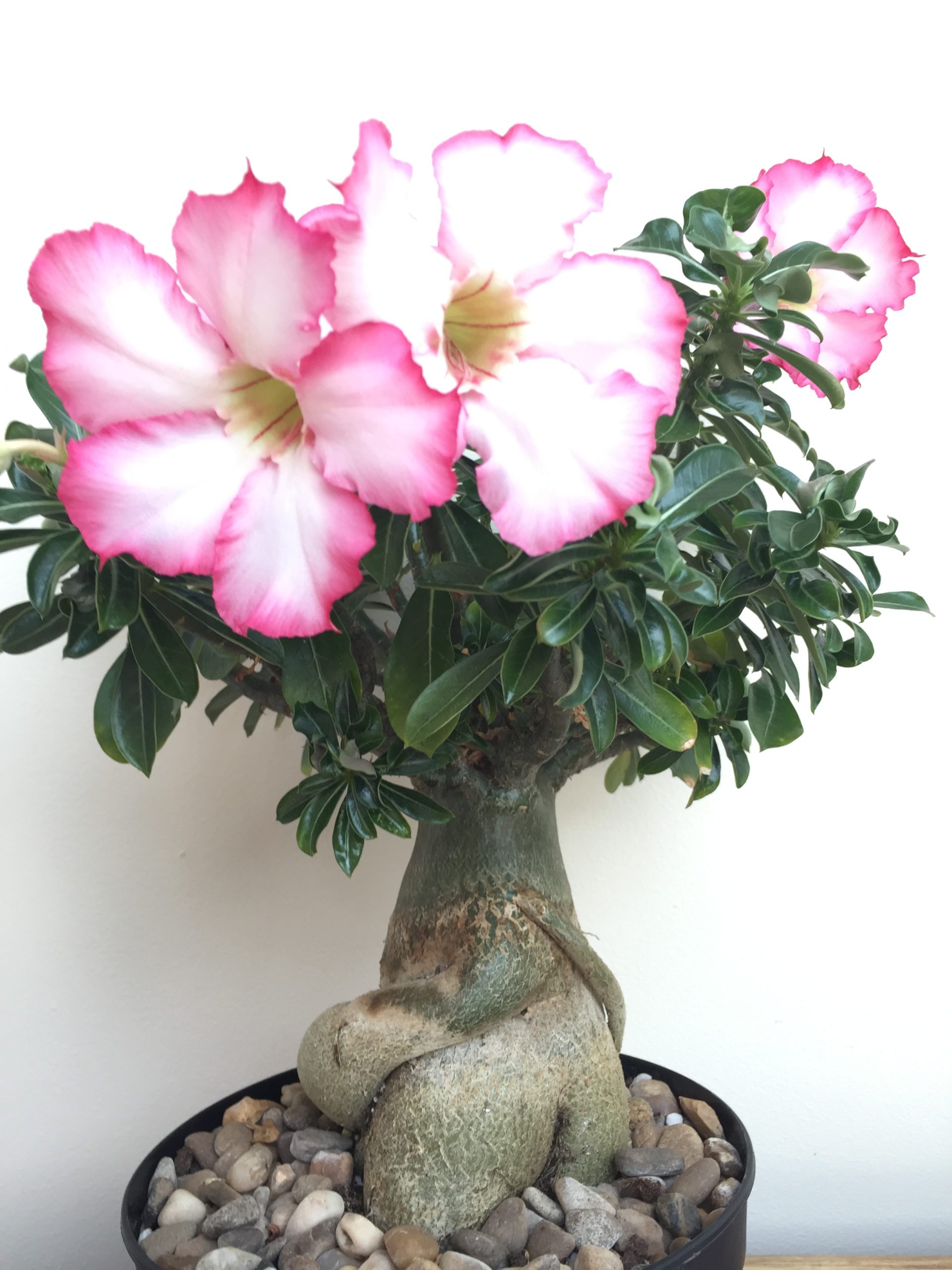 Desert Rose (Adenium obesum) – Plantek Lab – UK Grown Live Aquarium ...