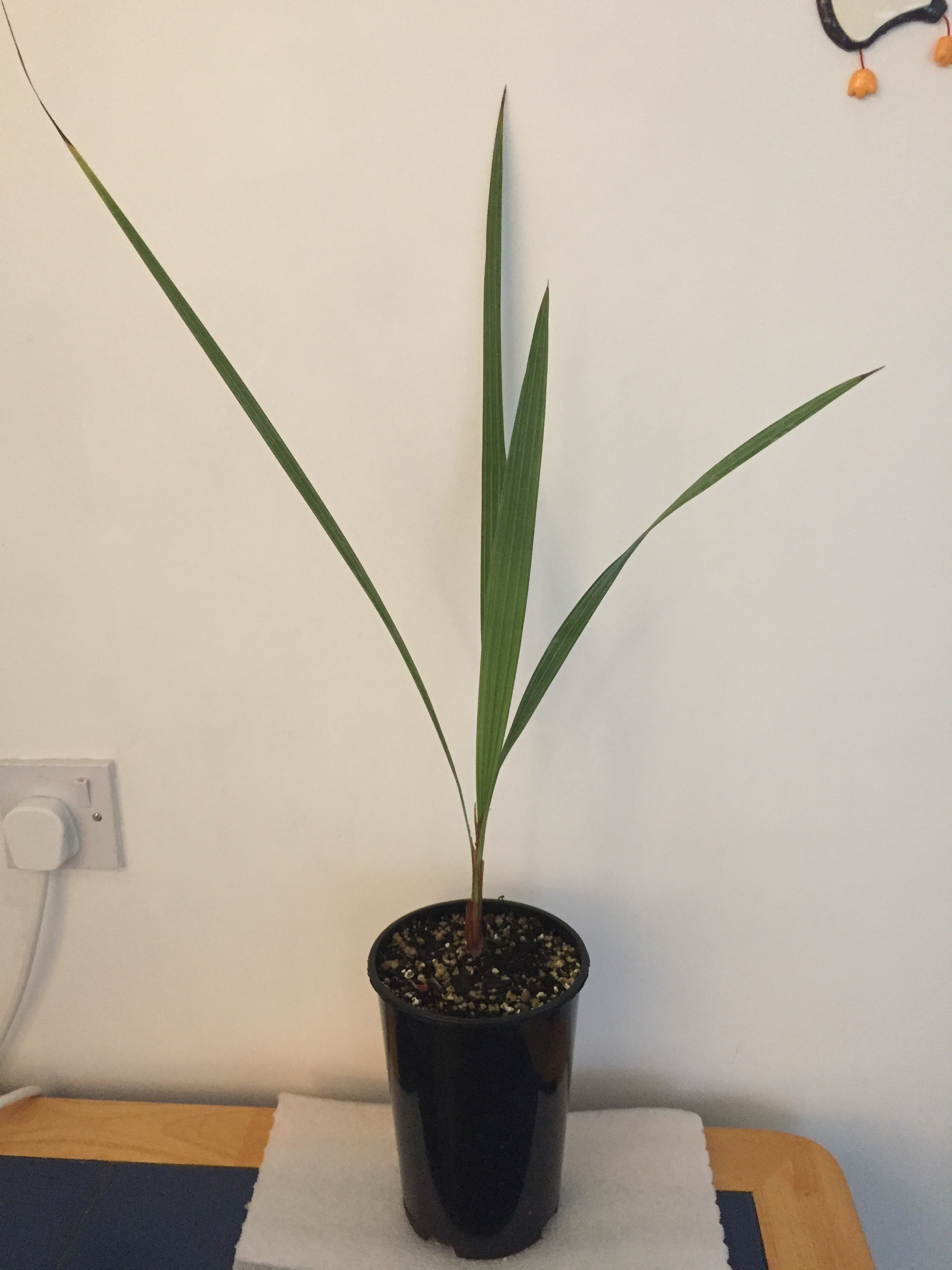 Mexican Blue Palm (Brahea armata (13cm Pot)) - Plantek Lab ...