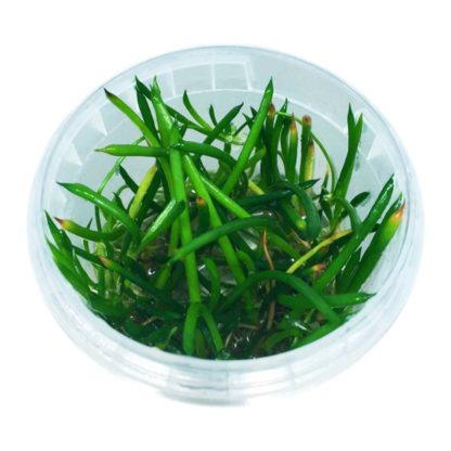 American Shoreweed (Littorella uniflora) in jar