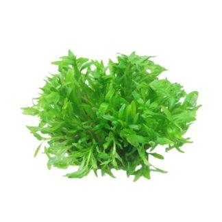 Rice Paddy Herb (Limnophila aromatica)