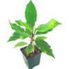 Frangipani (Plumeria rubra) in pot