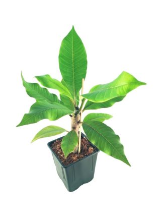 Frangipani (Plumeria rubra) in pot